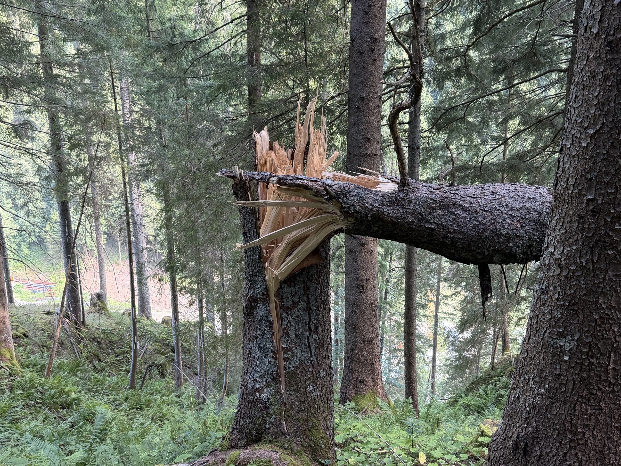 A broken tree trunk lies among tall trees and ferns in a forest.
