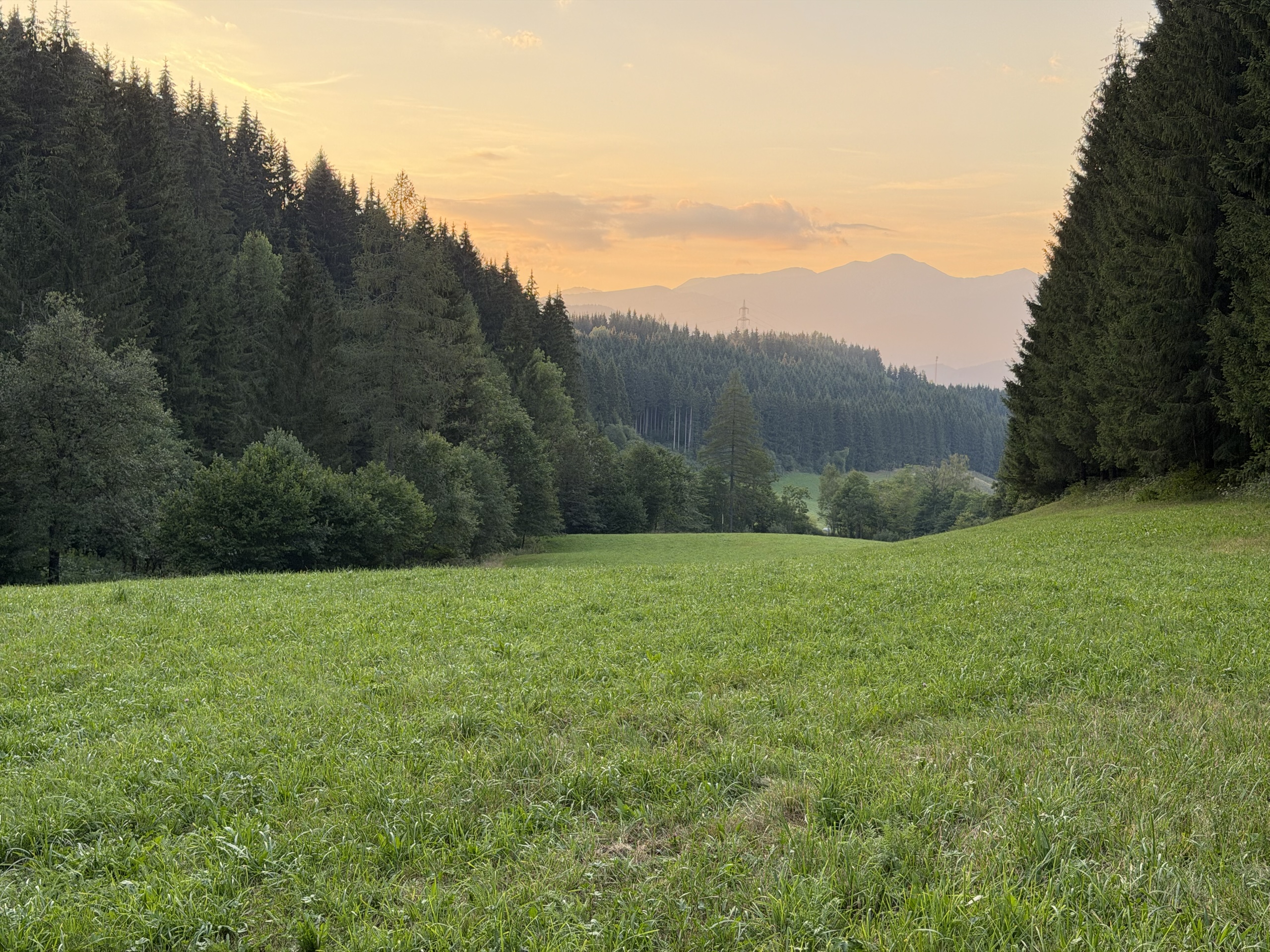 Grassy clearing surrounded by trees beneath a sunset sky.