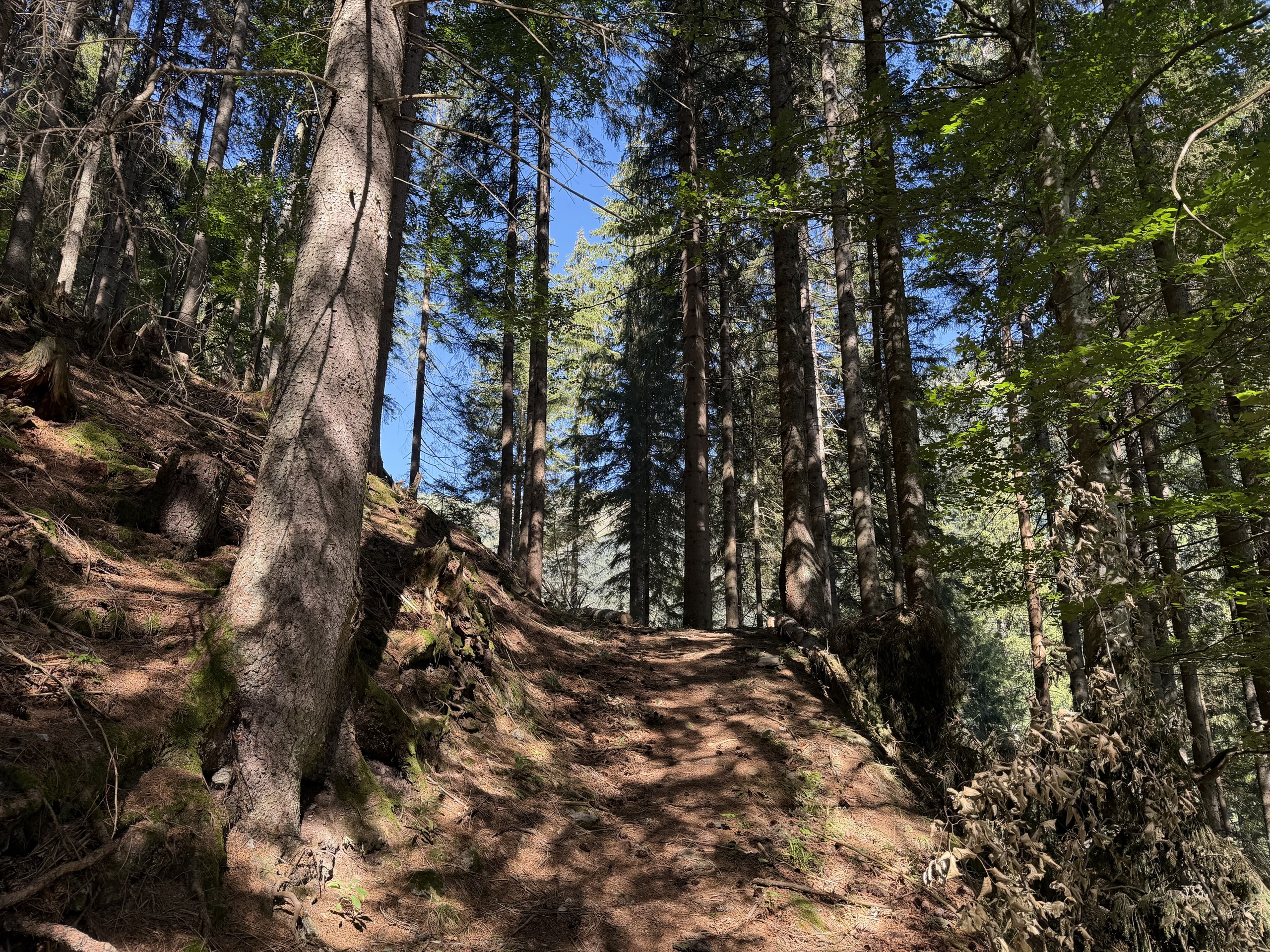 A narrow path winds through a sunlit forest of tall trees.