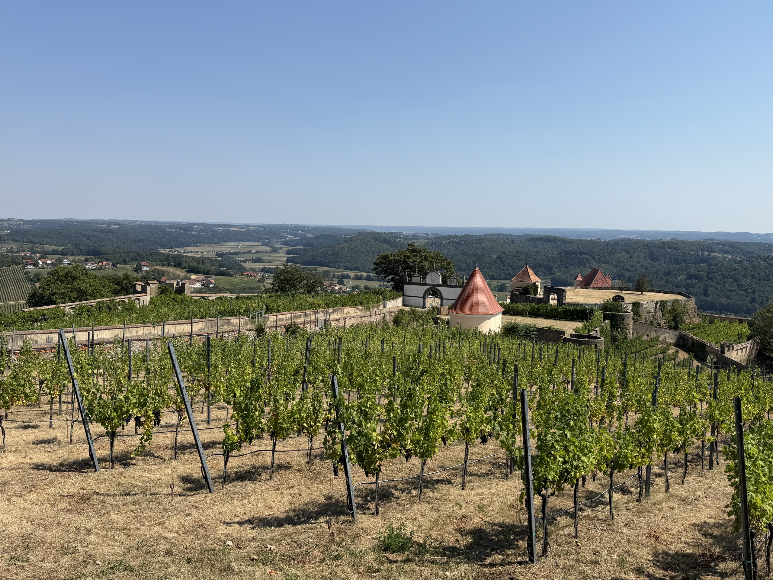 Rows of grapevines on a hillside beside stone buildings with red roofs.