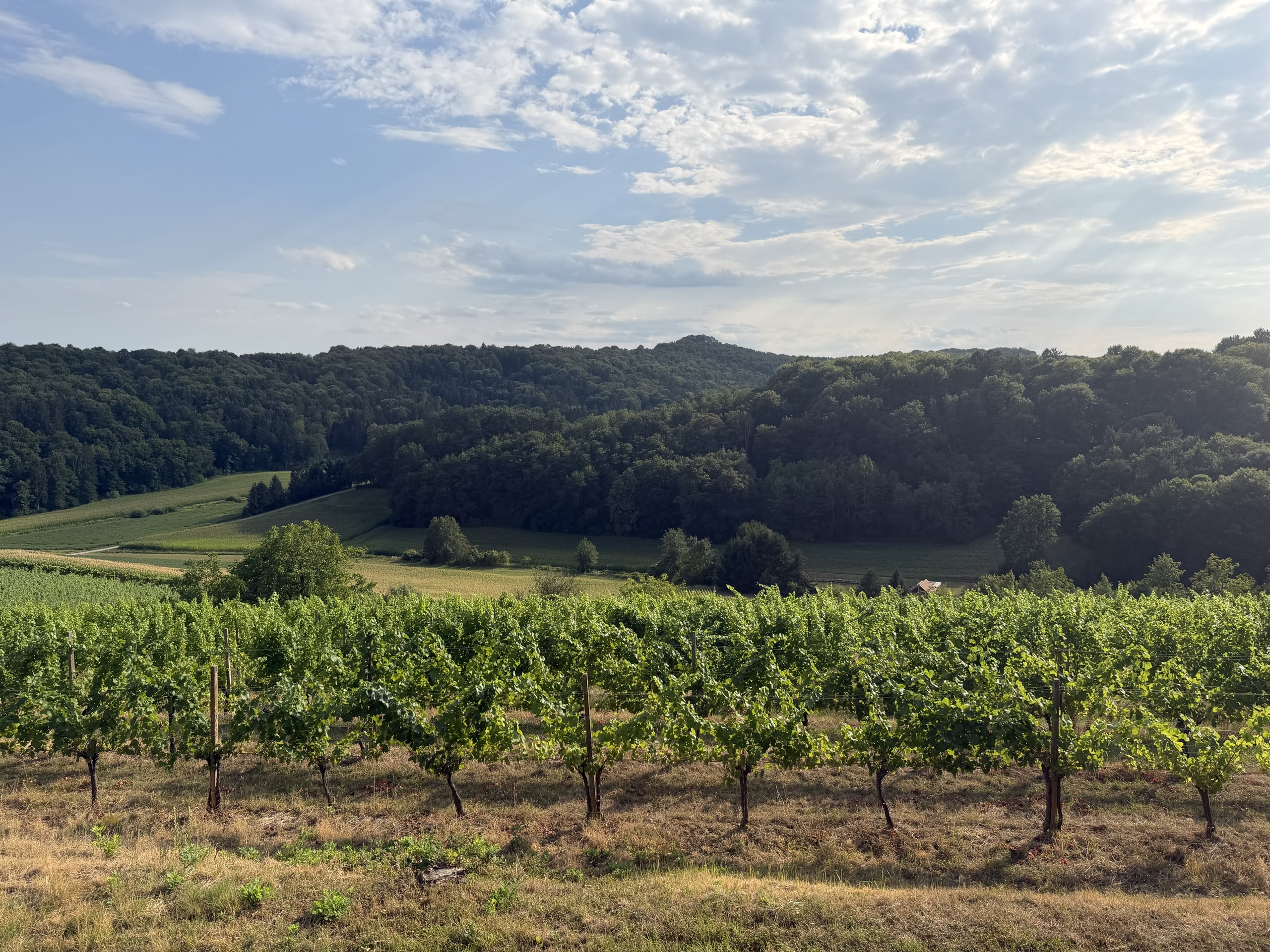 Rows of grapevines in front of forested hills beneath a cloudy sky.